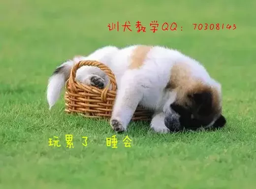 狗狗腹泻怎么做?