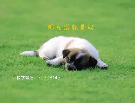 狗狗拉稀怎么办？快速应对腹泻的有效方法