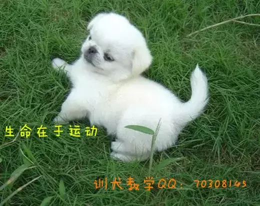 狗狗腹泻怎么做?