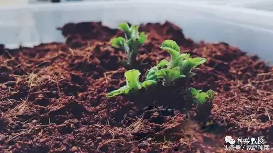 种土豆的方法和步骤（种菜土豆的详细种植步骤及注意事项）