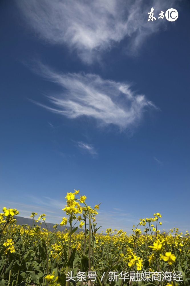 冬虫夏草香烟的价格(气候变暖致“软黄金”冬虫夏草减产一半内蒙古的同名香烟或受影响)