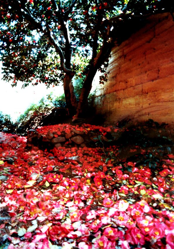 山茶花是哪个市市花（揭秘山茶花是这些城市的市花）