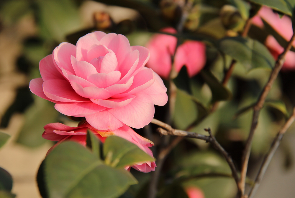 山茶花是哪个市市花（揭秘山茶花是这些城市的市花）