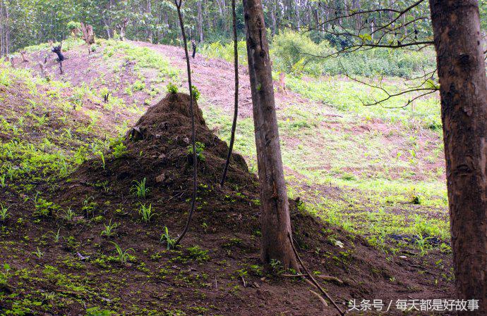 一座无碑孤坟百年无人祭拜，坟头草比人高，遇拆迁，村民争相认祖