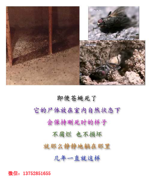 全而细的蝇蛆养殖技术视频教材