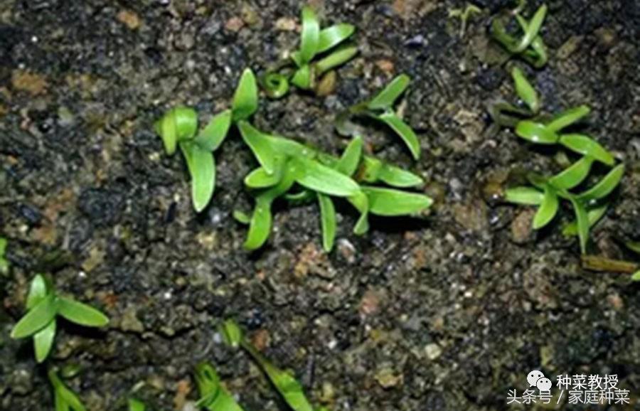 香菜种植方法和时间（香菜的最详细种植步骤及注意事项）