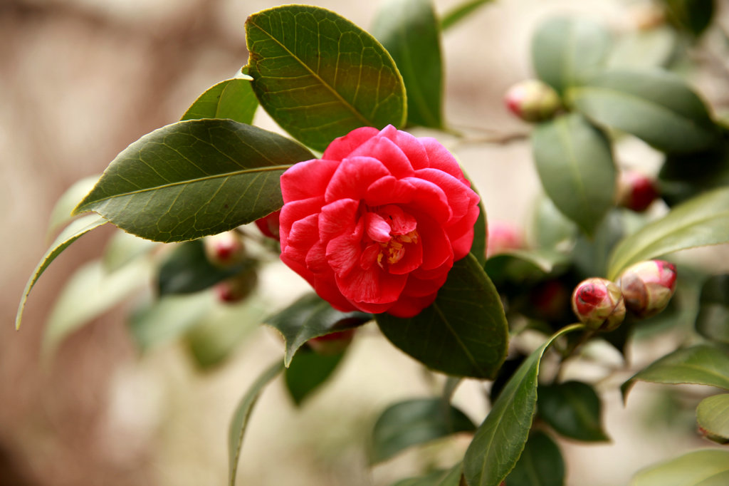 山茶花是哪个市市花（揭秘山茶花是这些城市的市花）