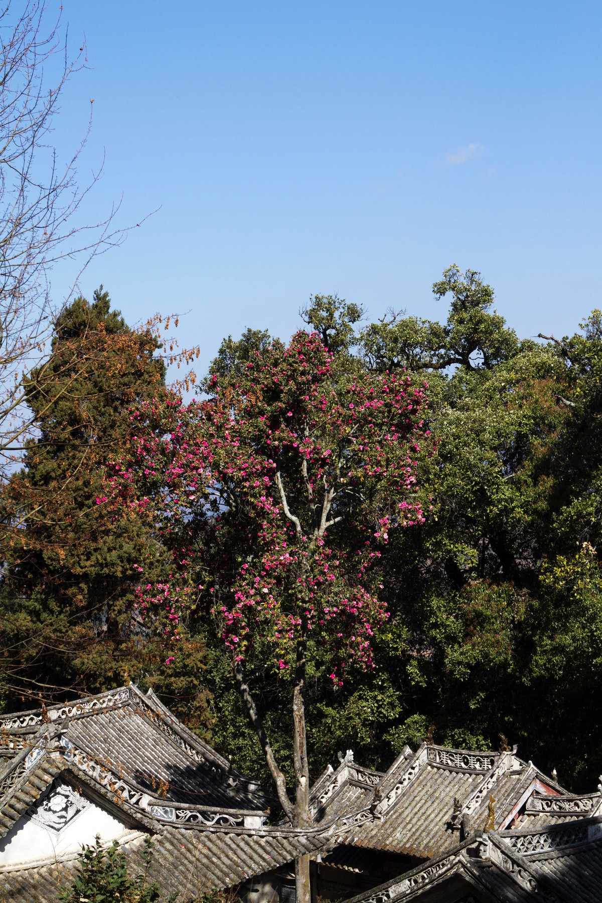 山茶花是哪个市市花（揭秘山茶花是这些城市的市花）