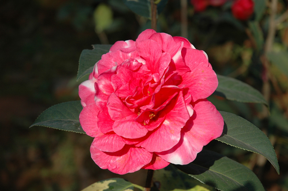 山茶花是哪个市市花（揭秘山茶花是这些城市的市花）