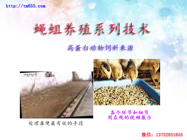 全而细的蝇蛆养殖技术视频教材