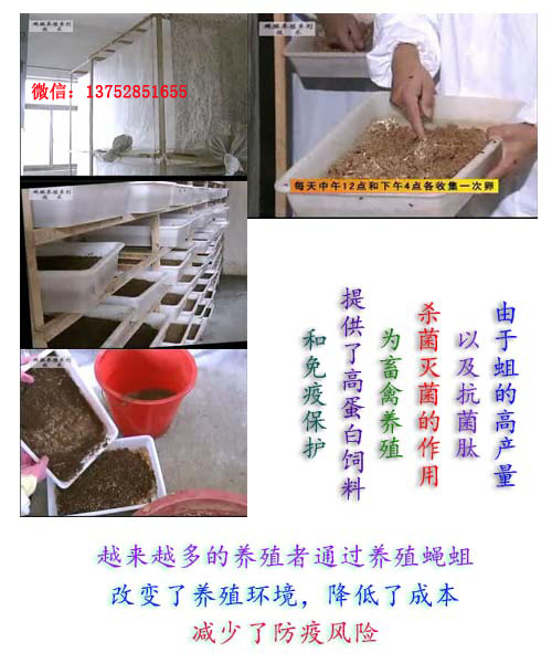 全而细的蝇蛆养殖技术视频教材