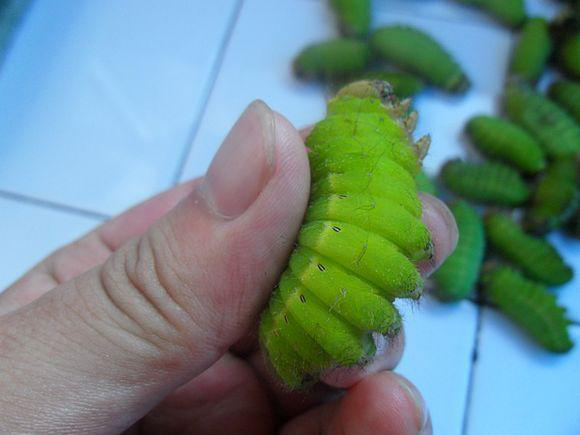 虫菜豆丹,中国人餐桌上的恶趣味之十大奇食