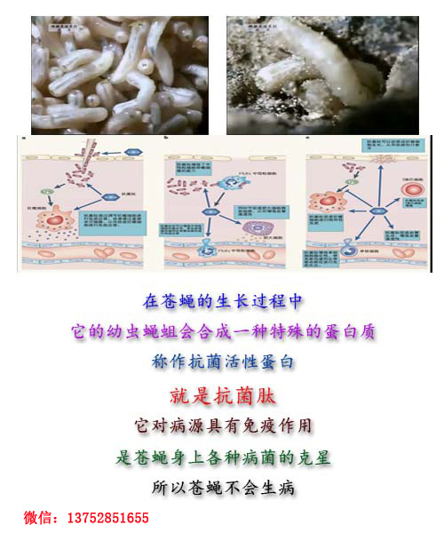 全而细的蝇蛆养殖技术视频教材