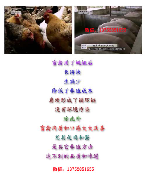 全而细的蝇蛆养殖技术视频教材