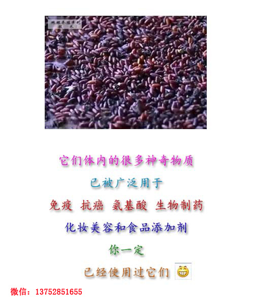 全而细的蝇蛆养殖技术视频教材