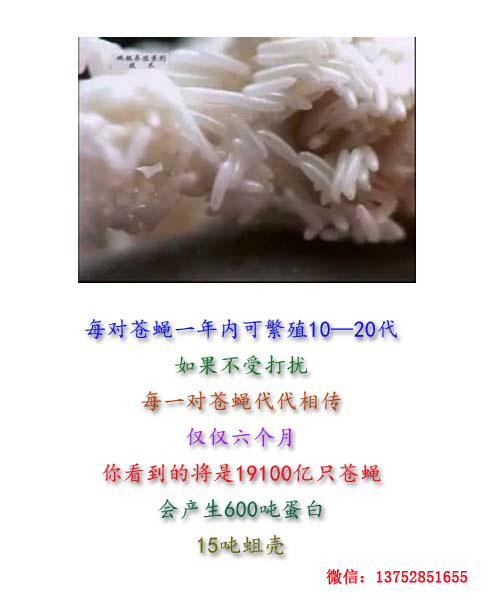 全而细的蝇蛆养殖技术视频教材