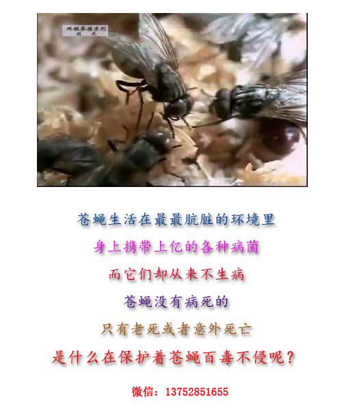 全而细的蝇蛆养殖技术视频教材