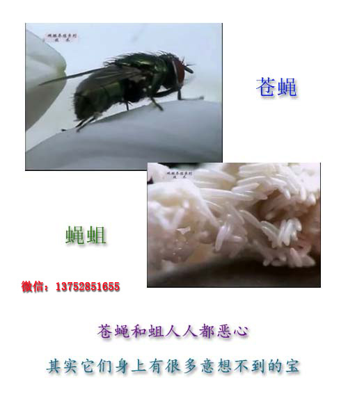 全而细的蝇蛆养殖技术视频教材