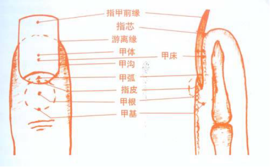女幼师滑雪断指赖美甲？不当美甲存在这些隐患