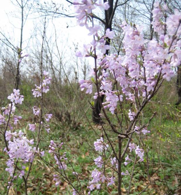 醋芫花的功效与作用禁忌-我的快乐小窝