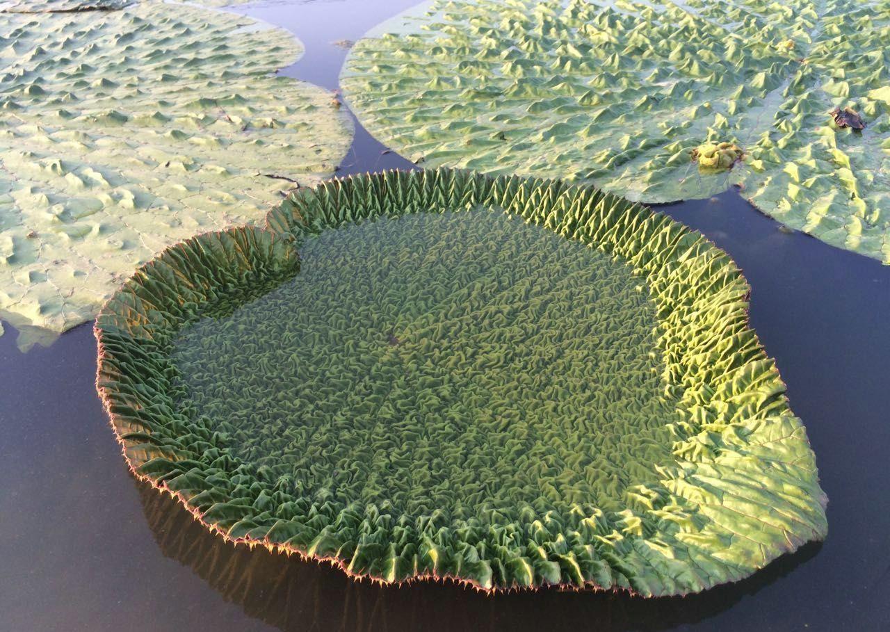 《本草》植物志之芡实:原来与一个叫纤纤的美丽寡妇有关