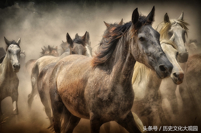几几年出生属狗虎马,早年生活窘迫,中年后财库充盈,添财添富贵