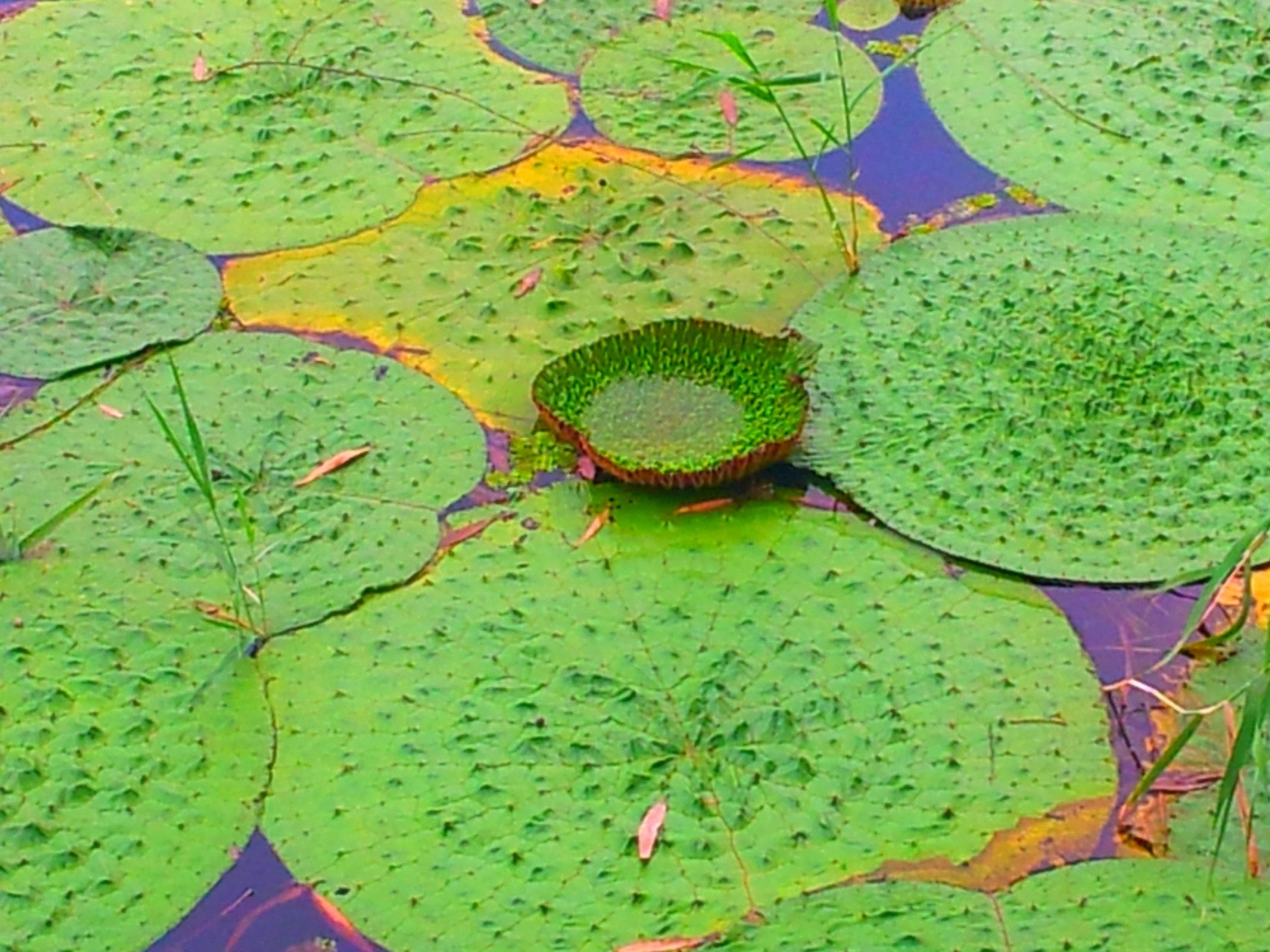 《本草》植物志之芡实:原来与一个叫纤纤的美丽寡妇有关