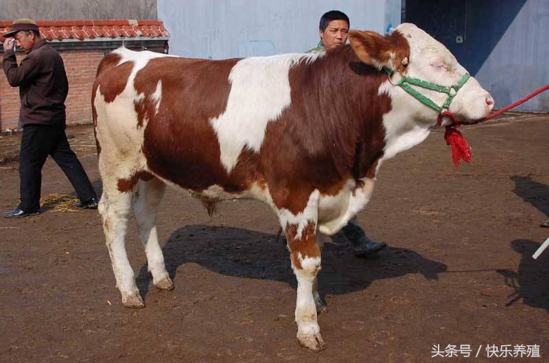 养一头牛能赚多少钱？