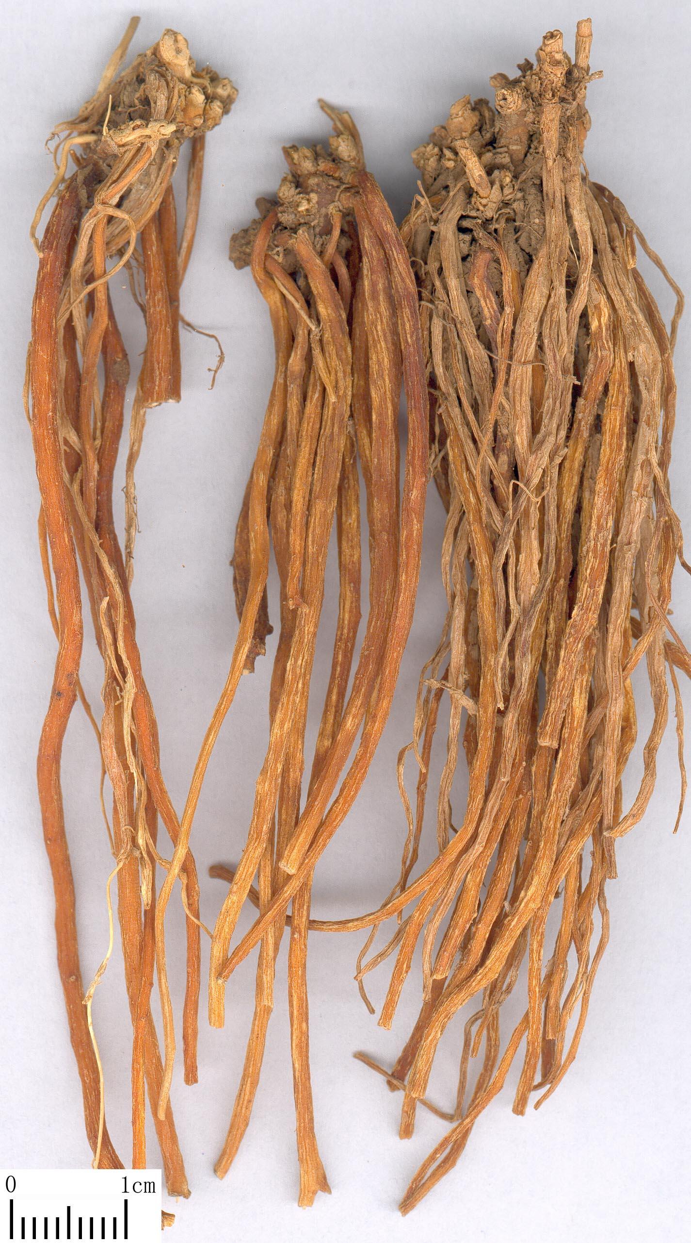 《本草》植物志之龙胆:唐朝的一场瘟疫,令它功成名就