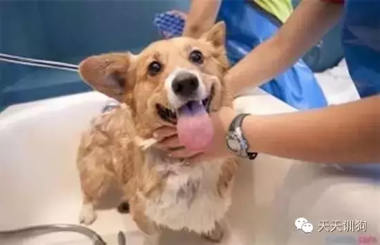 不去宠物店，自己在家也能给狗洗澡