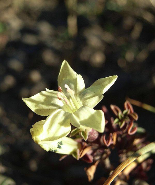 《本草》植物志之龙胆:唐朝的一场瘟疫,令它功成名就