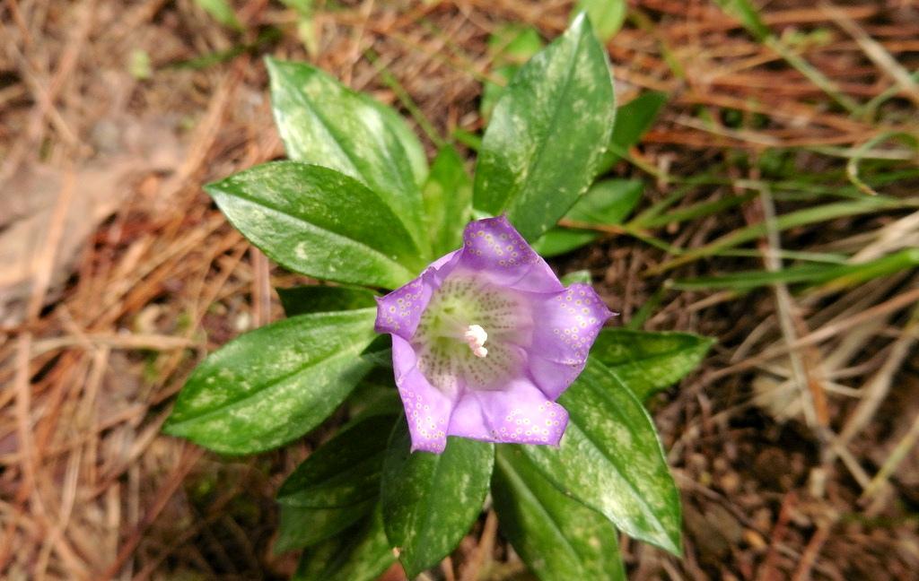 《本草》植物志之龙胆:唐朝的一场瘟疫,令它功成名就