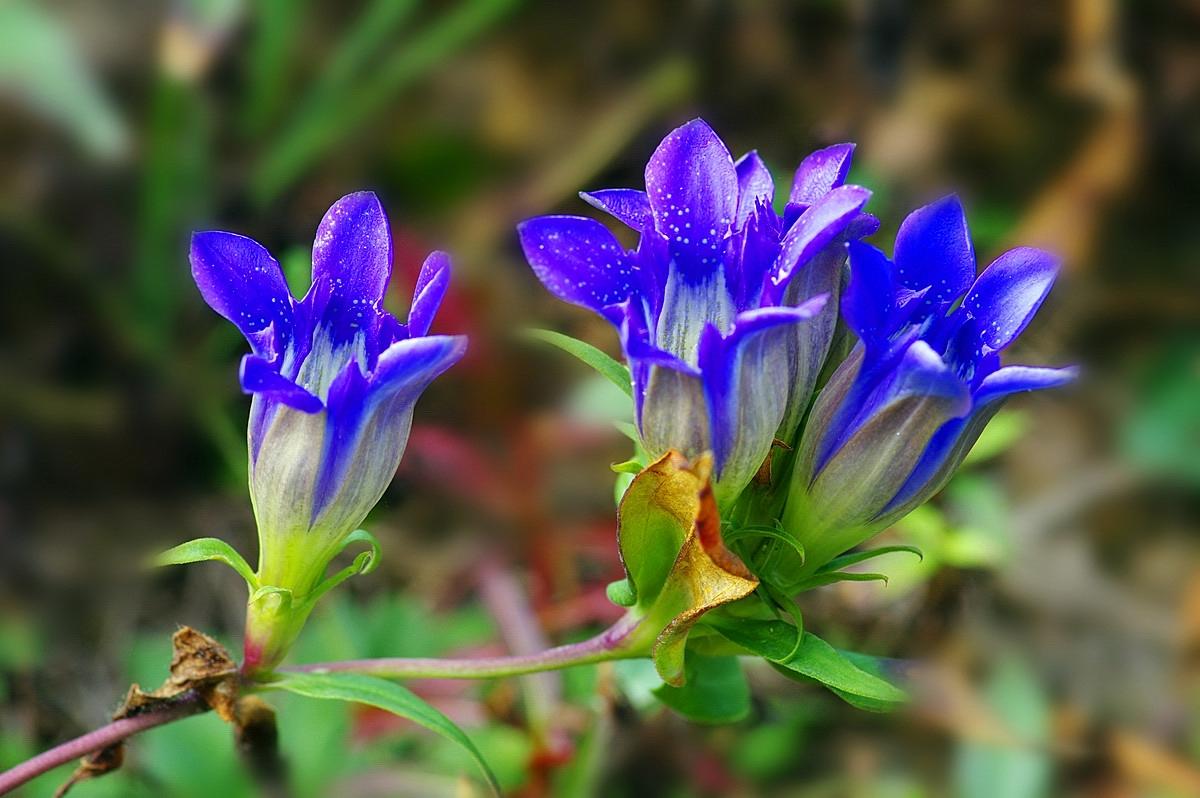 《本草》植物志之龙胆:唐朝的一场瘟疫,令它功成名就