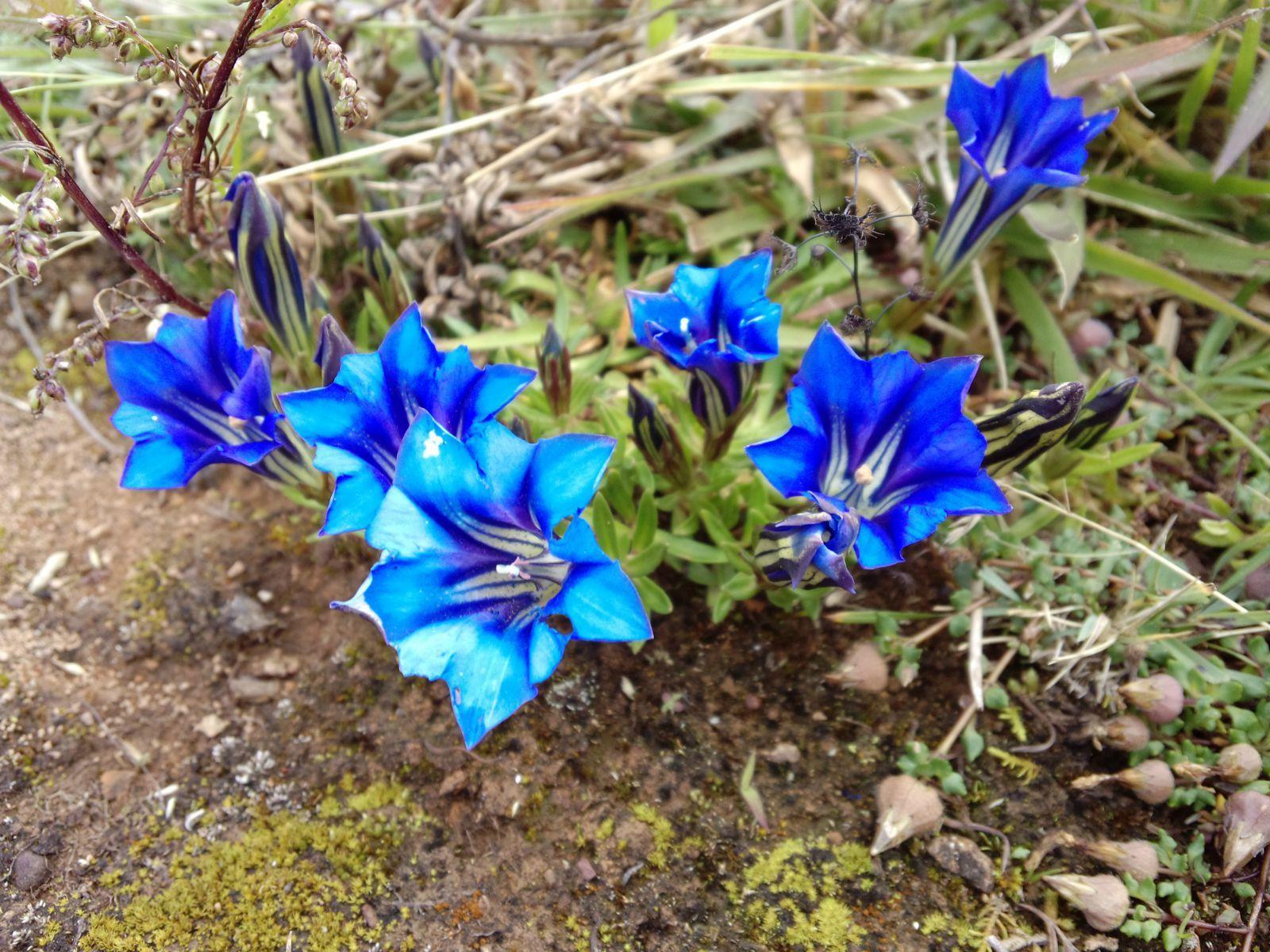 《本草》植物志之龙胆:唐朝的一场瘟疫,令它功成名就