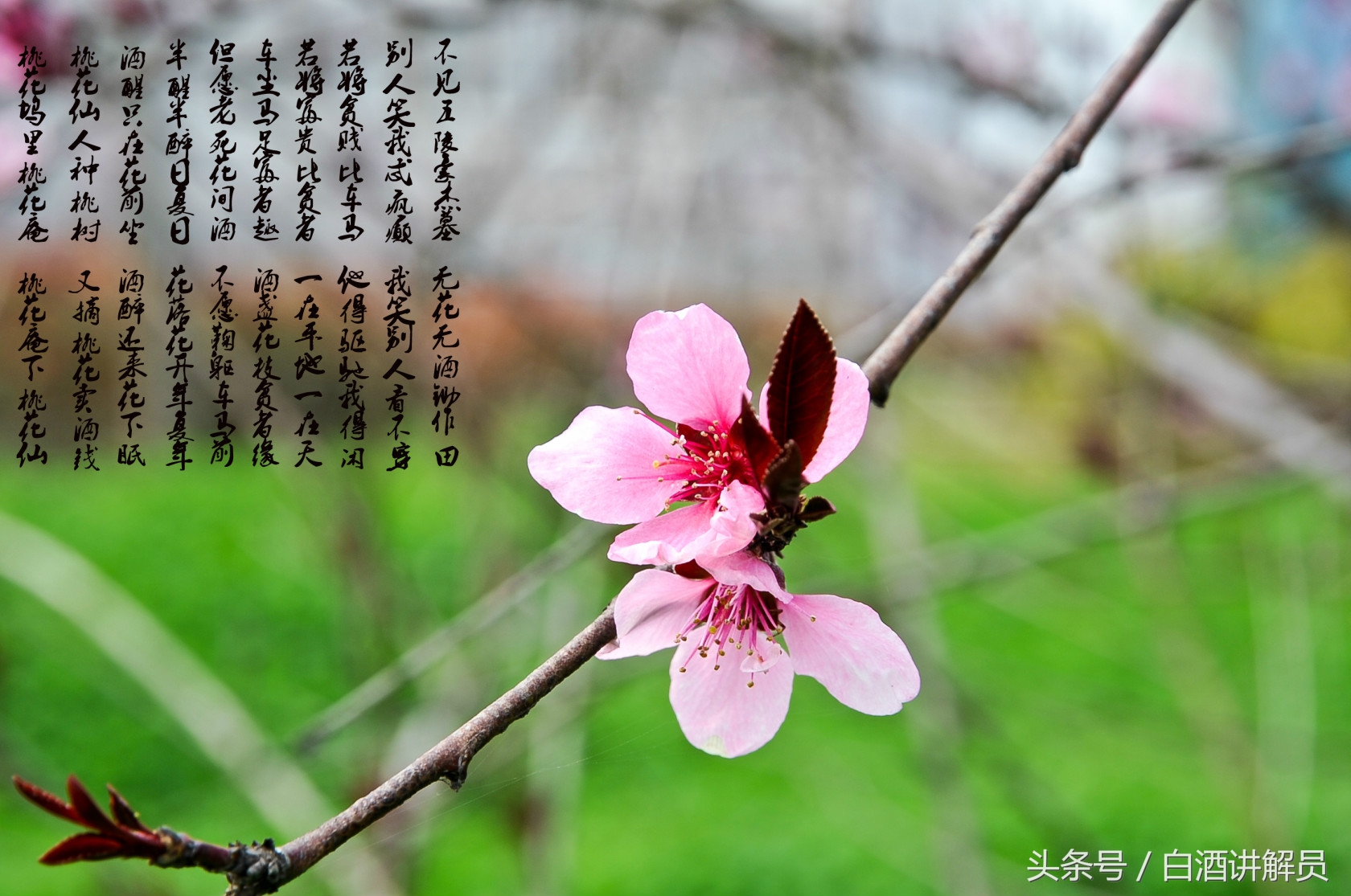 和酒相关的诗词书画98-唐寅(字伯虎)的经典诗作《桃花庵歌》