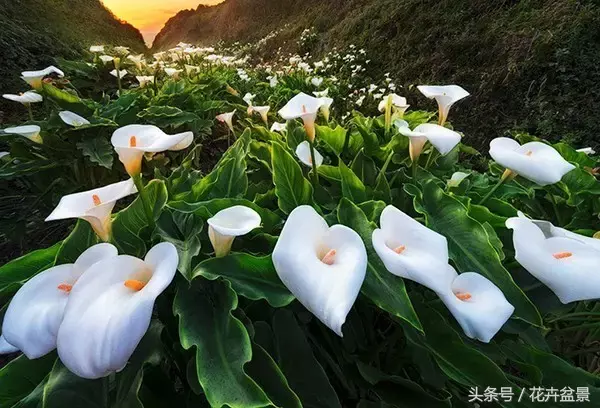 上坟用什么花（你知道清明节应该用什么花吗）