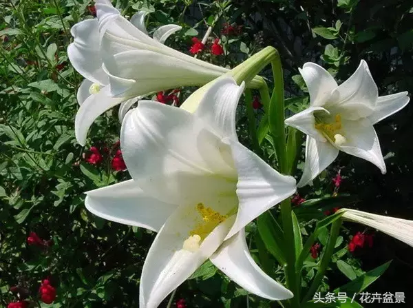 上坟用什么花（你知道清明节应该用什么花吗）