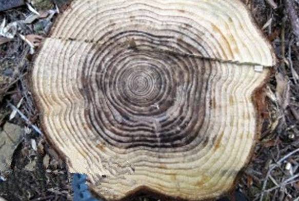 7个骗了大家很久的野外求生方法，有的甚至反要你性命！