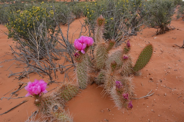 7个骗了大家很久的野外求生方法，有的甚至反要你性命！