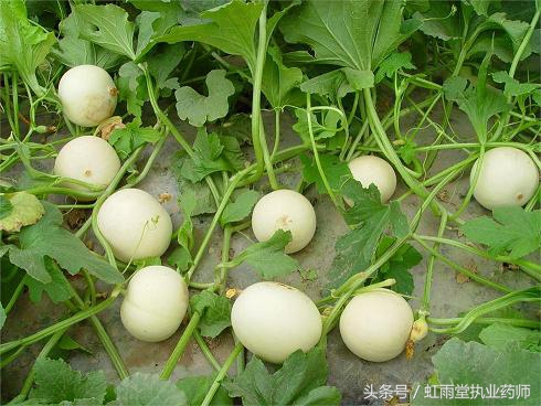 宜食宜药的中药——甜瓜