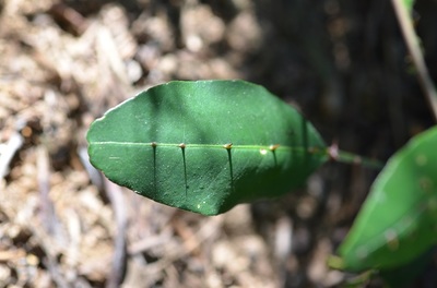 7个骗了大家很久的野外求生方法，有的甚至反要你性命！