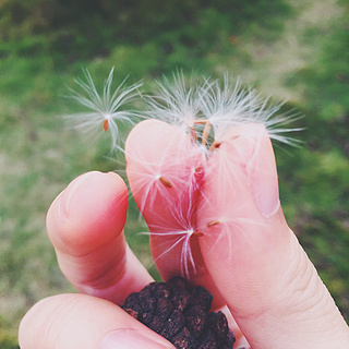 十句唯美短句：蝴蝶为花碎，花却随风飞