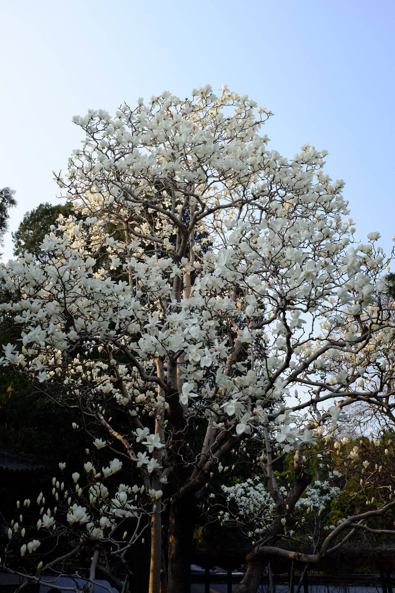广玉兰种子百科 这棵玉兰美了200年,惊艳了时间! - 平凡生活
