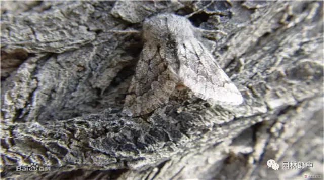 春尺蠖的防治 天天看点