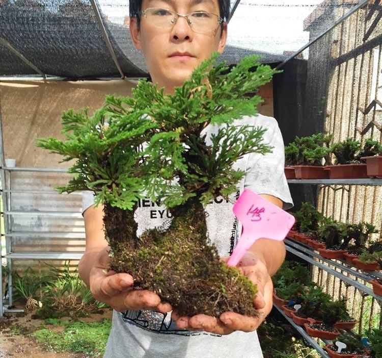 还阳草图片(本草) - 赤虎壹号