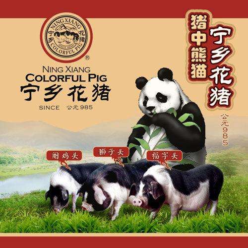 跟着特产走·中国湖南 宁乡花猪
