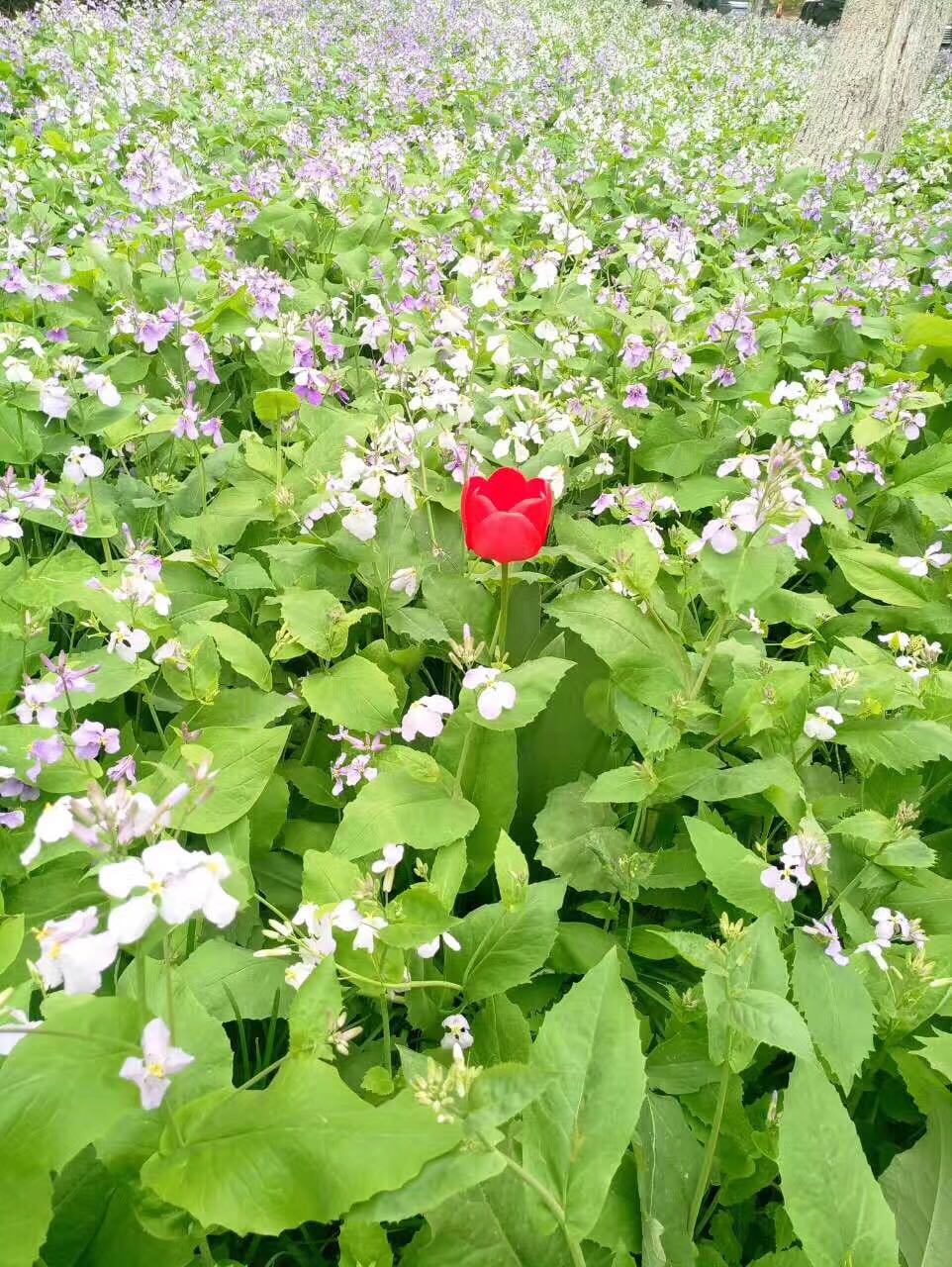 母校上头条43｜学生作品进馆藏三行情书交际舞接力跑不亦忙乎