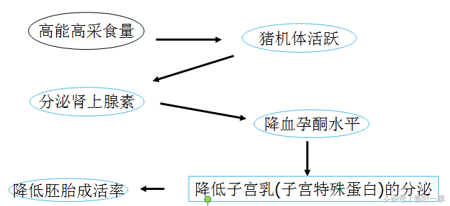 养猪新模式，妊娠母猪的管理