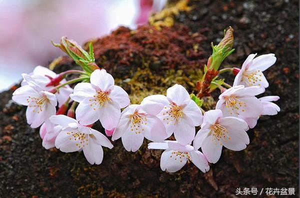 樱花结果吗（1分钟带你了解关于樱花的小知识）