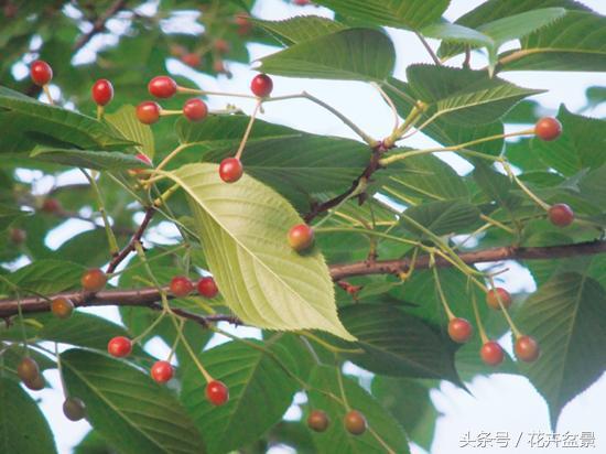 樱花结果吗（1分钟带你了解关于樱花的小知识）